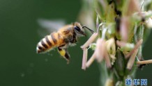 小蜜蜂推动农业绿色发展　化学农药使用量减少了