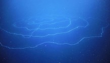 发现世界上最大的动植物个体！肉身藏海底绵延180公里 高龄4500岁