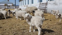 固农兴牧：让呼伦贝尔羊种群兴旺 繁衍生息