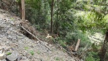 杭州一村民报警称树林里有“老虎”！