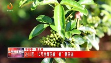 达川区：10万亩青花椒“椒”香四溢