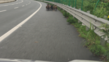羊群上高速“溜达”太危险，惠州交警紧急处置