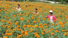 康县大堡镇：万寿菊种植成为群众增收新亮点