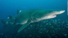 美国沿海鲨鱼袭人事件增加，专家称恐因鲨鱼把“人脚”误当小鱼