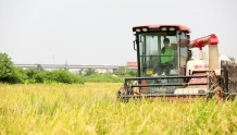 广州增城：水稻种植全程托管 助力农民增产增收