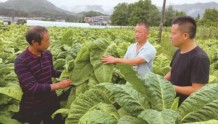 宁乡：党员挑起烟叶产业振兴重担