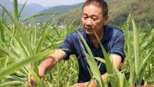  廖水生：“土专家”成带头人 领种薏米助增收