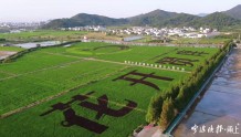 碎片化农田变身大地景观！宁波这里的千余亩五彩水稻田成游客打卡地