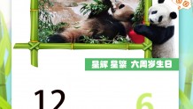 江苏南通：大熊猫龙凤胎兄妹六岁啦！