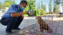吉木萨尔县警民联手救助国家二级保护动物