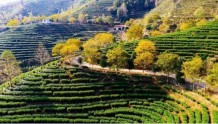 “以茶强村，以茶富农”惠明茶产业助力集体经济发展
