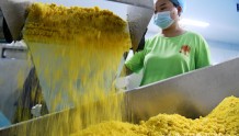 邯郸广平：日产30吨 蔬菜面做成大产业
