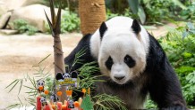 全球连线 | 这对“驻外”大熊猫夫妇16岁了！