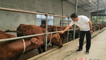 【我们这十年·脱贫攻坚与乡村振兴】肉牛产业篇 | 庄浪：“牛贩子”镇长的养牛经