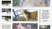 美丽中国相册｜红外影像下的华北豹和它的邻居们
