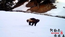 【生态振兴】阿尔泰山国有林管理局福海分局拍摄到国家一级保护动物貂熊活动影像