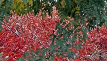 陕西大荔：柿叶红了段家垣