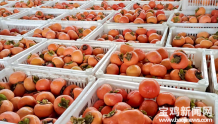 宝鸡市1.2万亩甜柿子喜获丰收