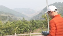 梧州长洲区数字化赋能传统农业 为乡村振兴注入新动能