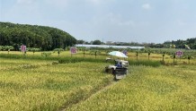 广州番禺：“稻鱼共生”种养项目引起国际友人兴趣