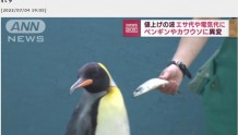日本水族馆因物价飙升换饲料，企鹅水獭拒吃低价鱼