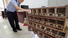 男子学鸟叫诱捕34只画眉鸟并出售他人 两名嫌疑人被警方采取强制措施