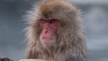 日本山口县58人遭野猴袭击 当地政府称有多只“作案猴”
