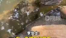 村民在池塘洗碗遇到扬子鳄，知情人：当地是扬子鳄保护区，它经常来逛一下