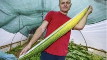 英国男子种植出长达1米多的黄瓜 打破世界记录