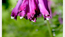 天府自然历｜“聪明”的紫色小花朵（2022年9月16日）