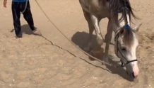 山东小伙从欧洲骑马回国 被举报虐待动物可能结束旅程