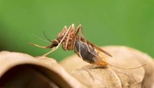 蚊子不传播疟疾！他们怎么干的？