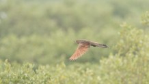 北海滨海湿地首次记录到二级保护动物小鸦鹃和红角鸮
