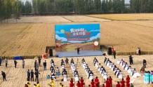 济南历城：黄河岸边千亩水稻开镰收稻