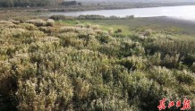 沉湖国际重要湿地2万亩芦苇开成花海