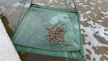 滨州：“一只虾”让盐碱地变“鱼米之乡”