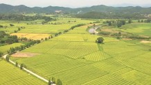 3.56万亩春季杂交水稻制种开镰收割