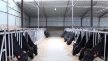 农安县推进党建引领为肉牛产业发展蓄势赋能