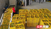 永州市回龙圩管理区：小桔子成就大产业